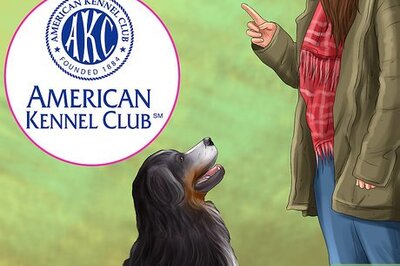 How to Introduce a Dog to a New Family Member