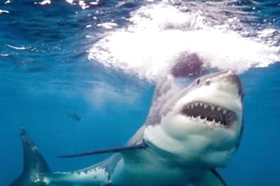 16-Year-Old Boy From Jamaica Found Beheaded After Shark Attack