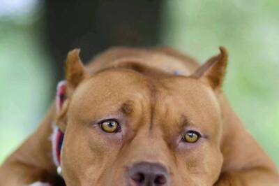 Delhi High Court Overturns Centre's Ban On 'Ferocious' Dog Breeds