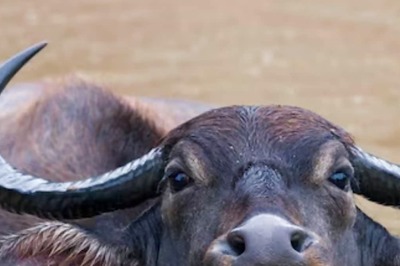 Why We Say 'Gayi Bhains Paani Mein': The Origins Of The Famous Hindi Proverb