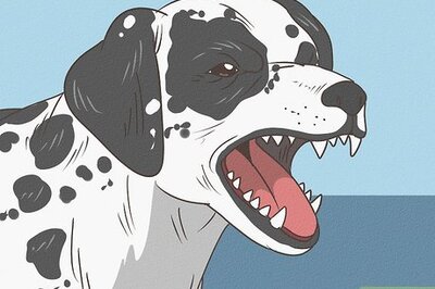 How to Know if Your Senior Dog Is in Pain