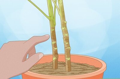 How to Prune a Schefflera Plant