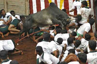Supreme Court Refuses to Stay New TN Jallikattu Law, But Frowns on Protests