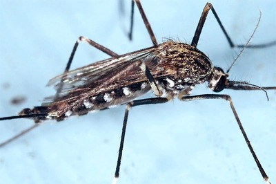 Injecting Mosquitoes with this Bacteria could 'Defeat' Dengue Fever, Scientists Have Claimed