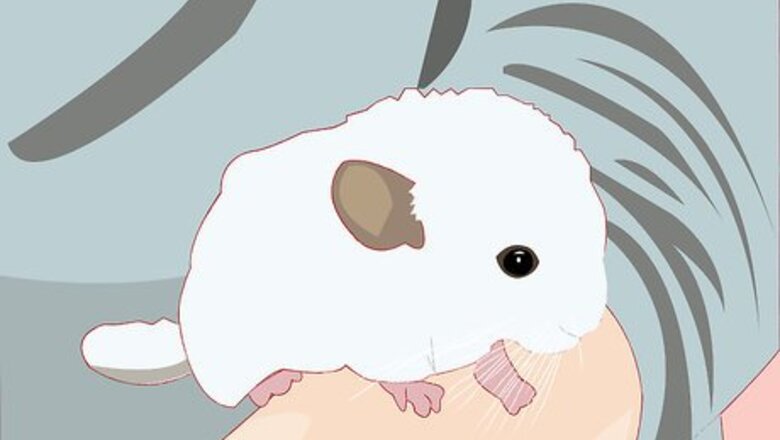 How to Entertain Your Chinchilla