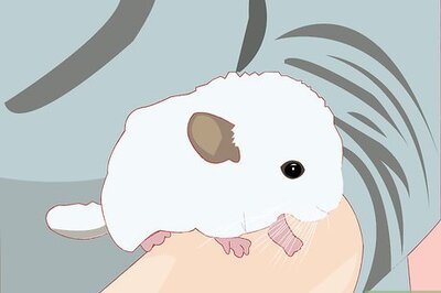 How to Entertain Your Chinchilla