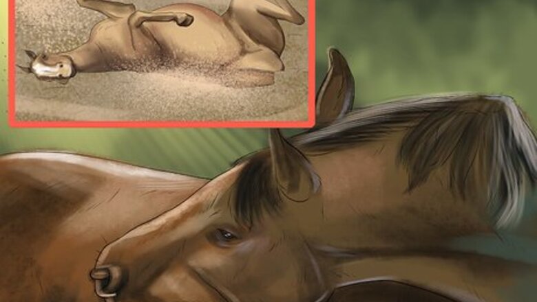 How to Treat External Horse Parasites