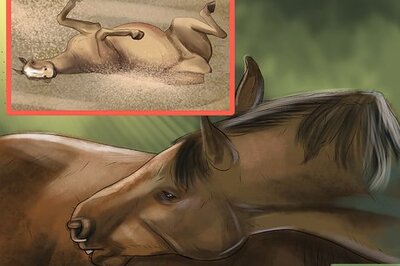 How to Treat External Horse Parasites