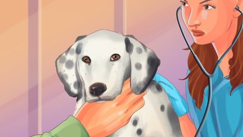 How to Handle Problems with Your Veterinarian