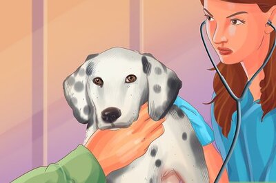 How to Handle Problems with Your Veterinarian