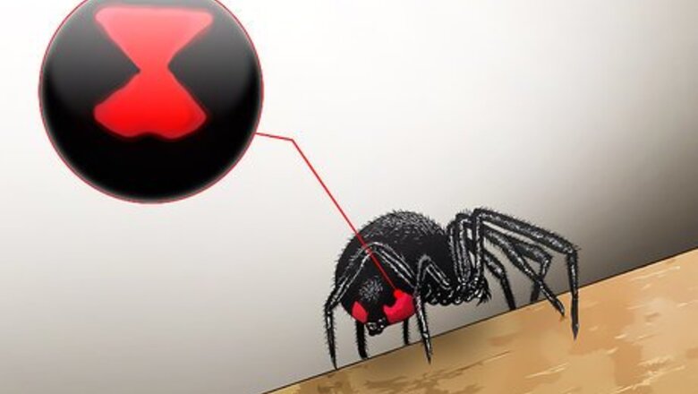 How to Kill a Venomous Spider