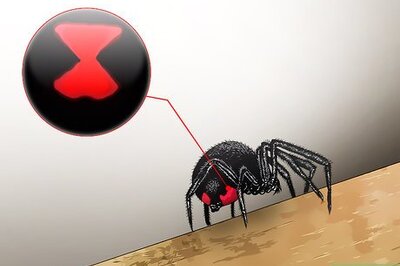 How to Kill a Venomous Spider