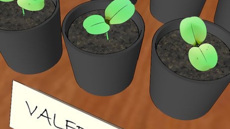 How to Grow Valerian