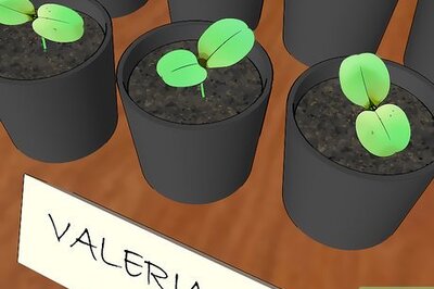 How to Grow Valerian
