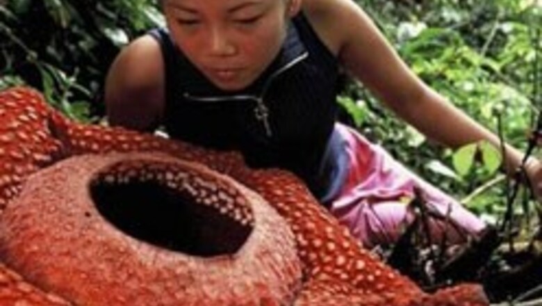 Mystery of world's biggest flower solved