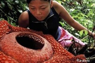 Mystery of world's biggest flower solved