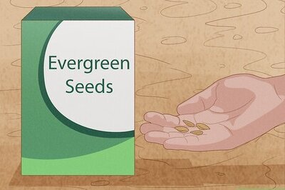 How to Grow Evergreen Trees