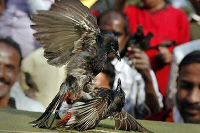 Where birds are made to fight in the name of tradition