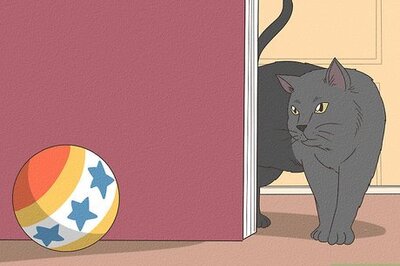 How to Test Your Cat's Intelligence