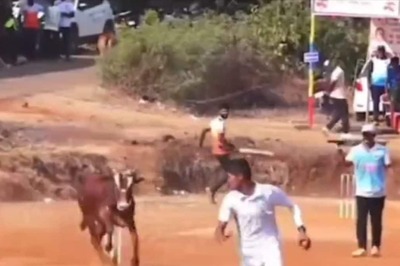 BazBull? Bull Gatecrashes Local Cricket Match, Charges at Players in Viral Hilarious Video