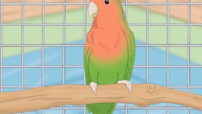 How to Keep a Lovebird As a Pet