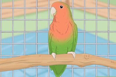 How to Keep a Lovebird As a Pet
