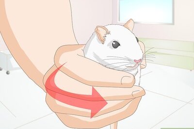 How to Know if Your Rat's Teeth Are Too Long