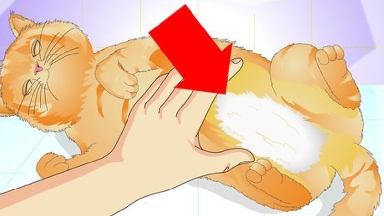 How to Tell if a Cat Is Spayed