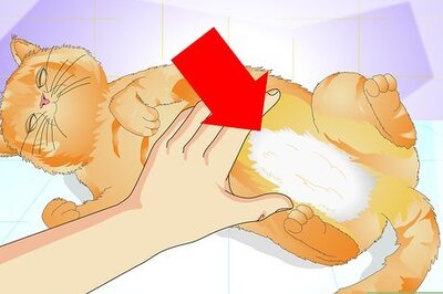 How to Tell if a Cat Is Spayed