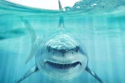 Shark Attack Kills Hawaii Man Off Maui Coast