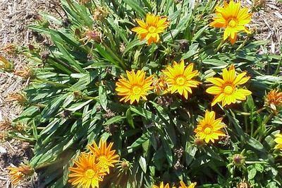 How to Grow Gazania