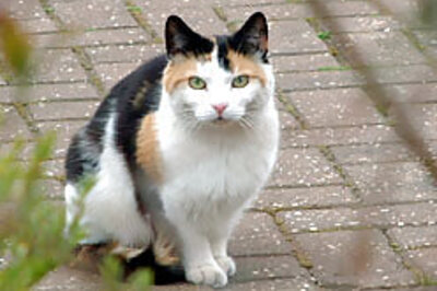 Boy throws cat, lands in jail