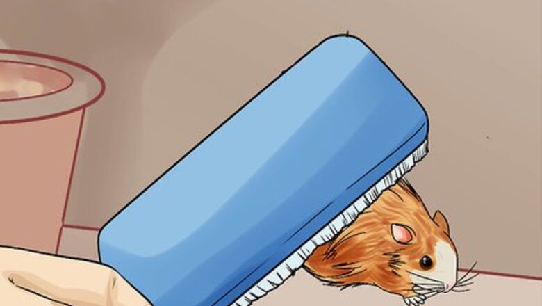 How to Groom a Hamster