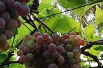 In Tamil Nadu’s Dindigul, Farmers Face Losses In Grape Cultivation Due To Summer Rains