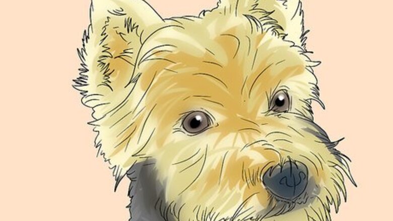 How to Trim a Yorkie's Face