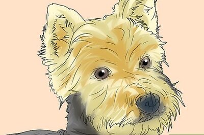 How to Trim a Yorkie's Face