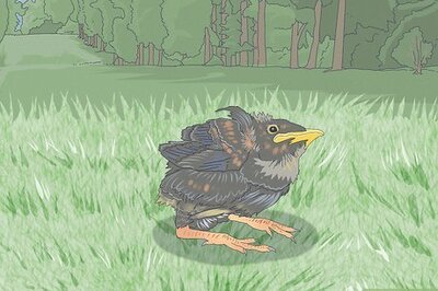 How to Care for a Fledgling Bird that Fell on the Ground