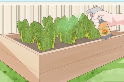 How to Keep Rats Out of a Vegetable Garden