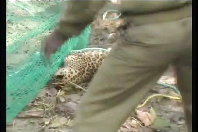 Leopard Strays Into House in Indore, Injures Three Before Being Captured