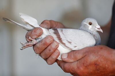 Female Homing Pigeon 'New Kim' Sells For Record 1.6 Million Euros to Chinese Fancier