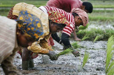 Swiss NGO Links Agri Giant's Pesticide to 20 Indian Farmer Deaths