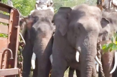 In Karnataka's Hassan, Wild Elephant Captured After It Roams For Kilometres