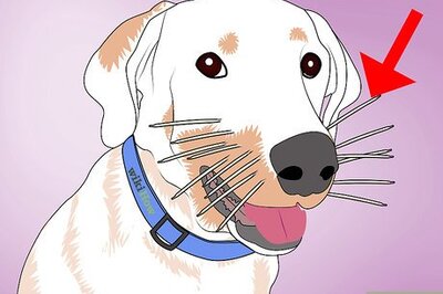 How to Remove Porcupine Quills