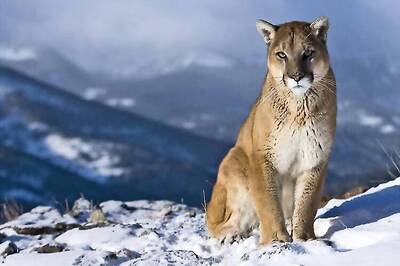 US authorities open probe into Cecil the lion killing