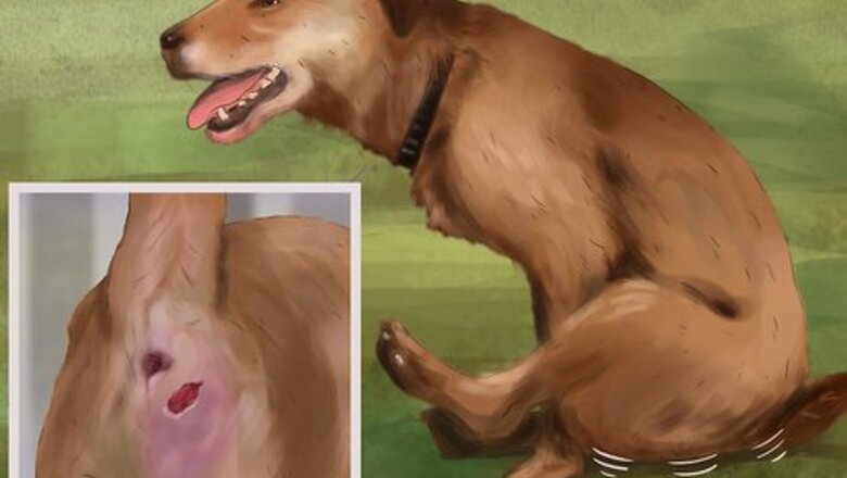 How to Express a Dog's Anal Gland