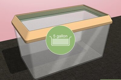 How to Take Care of a Huntsman Spider