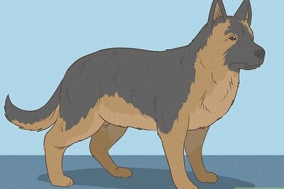 How to Identify a German Shepherd