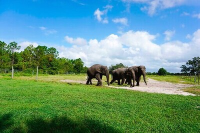 Florida Wildlife Refuge To Take 30 Former Circus Elephants