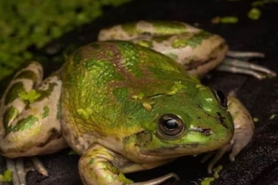 Why The Paradoxical Frog Species Shrinks In Height As It Grows Older
