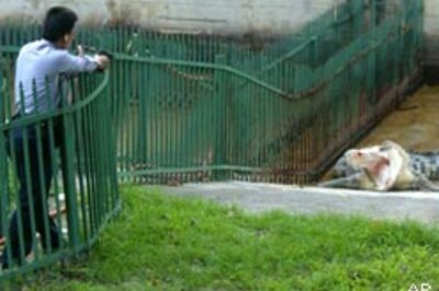 Pics: Croc bites off zoo worker's arm